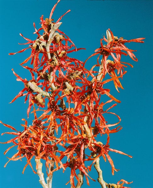 Hamamelis intermedia 'Feuerzauber', Zaubernuss, rot-orange, 60–80 cm