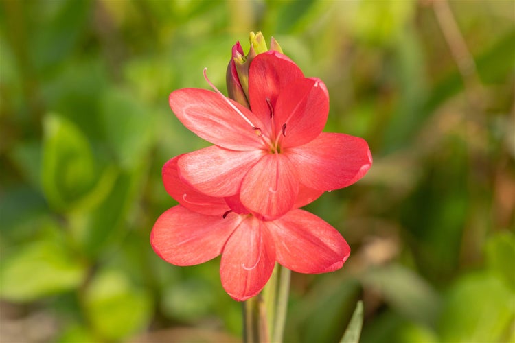 Schizostylis coccinea, Scharlach-Kaffernlilie, rot, ca. 9x9 cm Topf