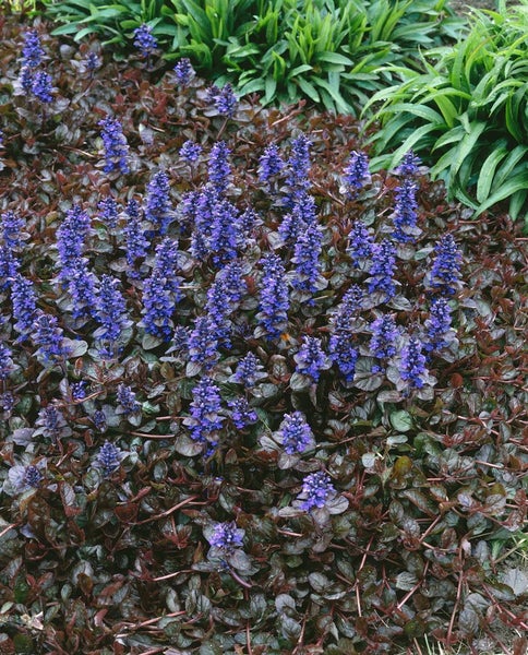 Ajuga reptans 'Atropurpurea', Günsel, purpur, ca. 9x9 cm Topf