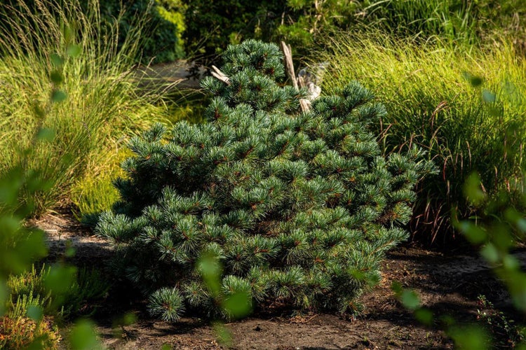 Pinus parviflora 'Negishi', Japanische Kiefer, 40–50 cm