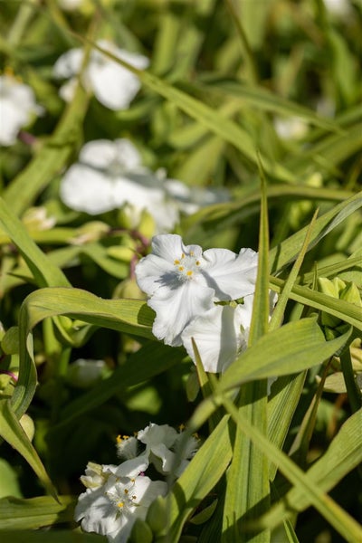 Tradescantia x andersoniana 'Innocence', weiß, ca. 9x9 cm Topf