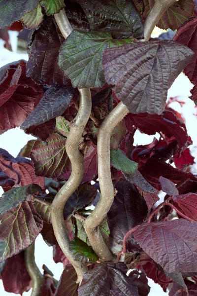 Corylus maxima 'Red Majestic' -S-, Purpur-Hasel, rotblättrig, 40–60 cm