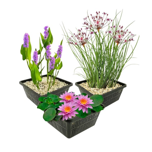 Set aus drei Teichpflanzen in schwarzen Pflanzkörben bestehend aus Seerose, Hechtkraut und Schwanenblume.