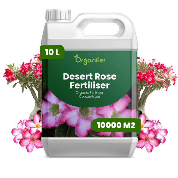Organifer Wüstenrosen-Dünger Konzentrat, organischer Flüssigdünger für Adenium, 10 Liter Kanister für circa 10000 Quadratmeter.