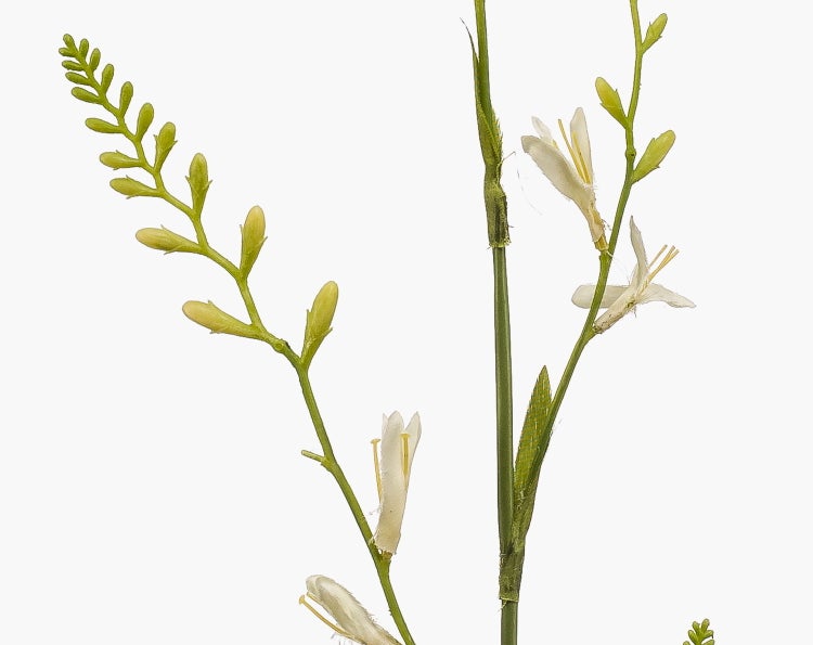 Künstliche Blume, Zweig mit weißen Blüten und grünen Knospen.