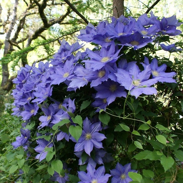Nahaufnahme von Clematisblüten im Garten.