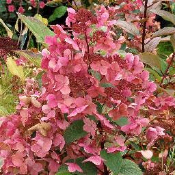 Rispenhortensie mit rosafarbenen Blüten