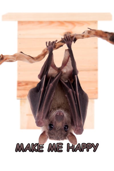 Fledermaus hängt kopfüber an einem Ast vor einem Fledermauskasten