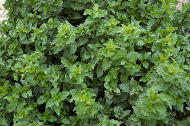 Mentha spicata crispa, Krauseminze, aromatisch, ca. 11x11 cm Topf