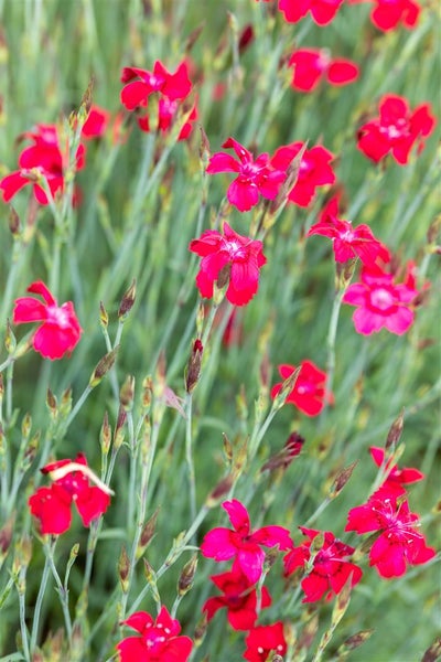 Dianthus deltoides 'Leuchtfunk', Heidenelke, leuchtend rot, ca. 9x9 cm Topf