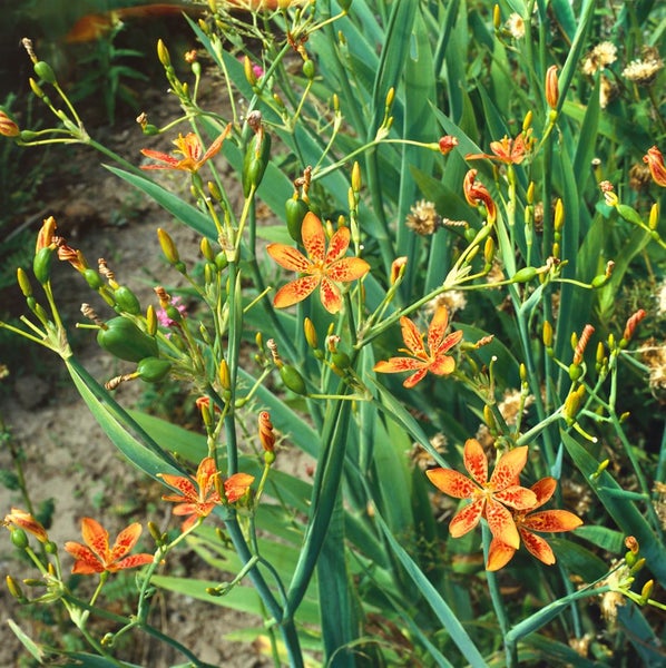 Belamcanda chinensis, Leopardblume, orange, ca. 9x9 cm Topf