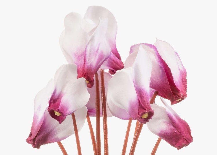 Künstliche Alpenveilchen aus Textil in Weiß und Rosa.