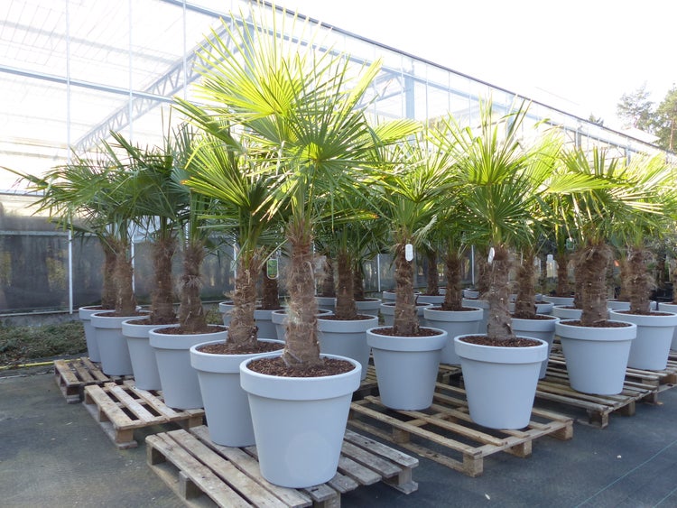 XXL Palme winterhart inkl. Pflanzkübel, 180 - 210 cm Trachycarpus fortunei, Hanfpalme, Top-Qualität