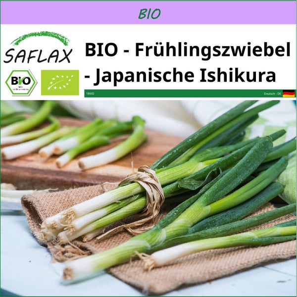 SAFLAX  - BIO - Frühlingszwiebel - Japanische Ishikura - Allium fistulosum - 150 Samen