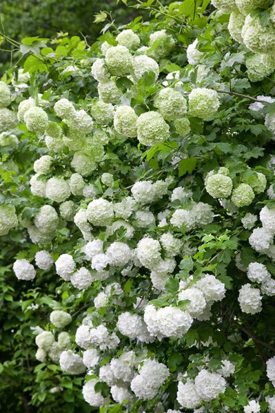 Viburnum opulus, Gewöhnlicher Schneeball, 60–100 cm, weiße Blüten
