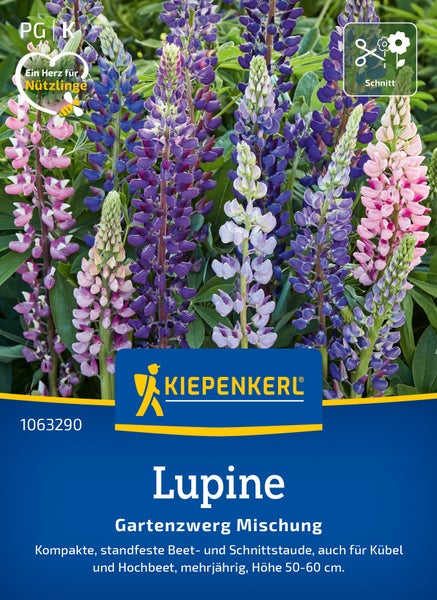 Saatgut Kiepenkerl Lupine Gartenzwerg Mischung für Beet und Kübel als mehrjährige Schnittstaude mit einer Wuchshöhe von 50 bis 60 Zentimetern.