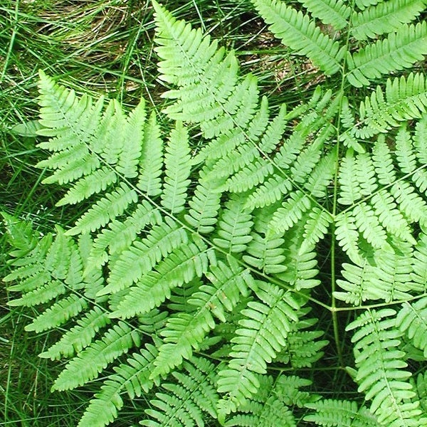 Nahaufnahme von Farnblättern