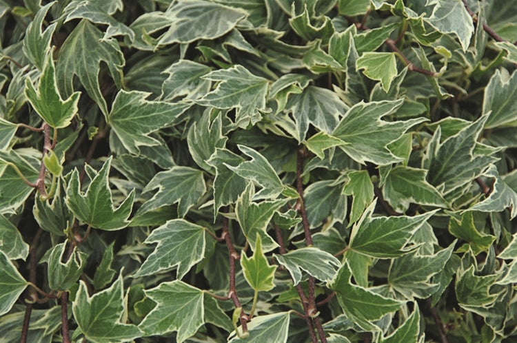 Hedera helix 'White Ripple', Efeu, grün-weiß, ca. 9x9 cm Topf