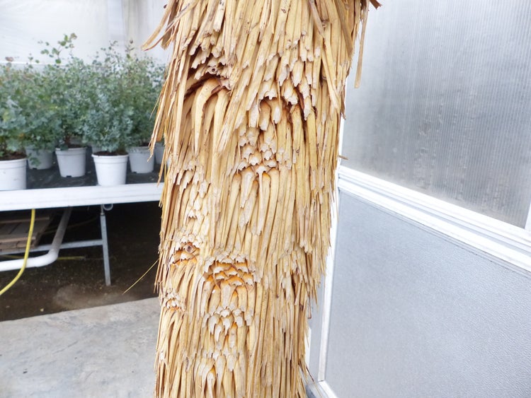 Yucca Rostrata  Mexico, Palme, 170 cm, Stamm 78 cm winterhart