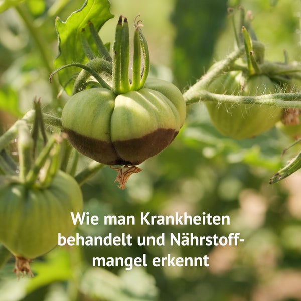 E-Book Tomaten erfolgreich anbauen, digitaler Beetplan, Pflanzplan, Anleitung, Selbstversorgung, Tomatenanzucht von Saatgut bis zur Ernte