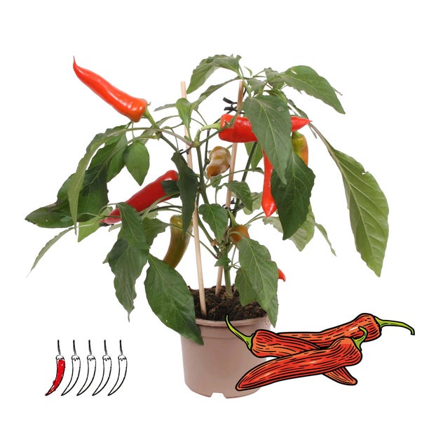 Chili-Pflanze im Topf mit roten und grünlichen Schoten, Holzstützen, Illustration zweier Chilischoten und Symbol für geringen Schärfegrad.