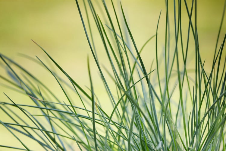 Festuca ovina, Schaf-Schwingel, ca. 9x9 cm Topf