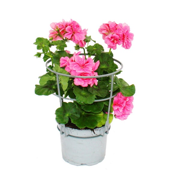 Geranien hängend - Pelargonium peltatum - 12cm Topf - Set mit 3 Pflanzen - rosa