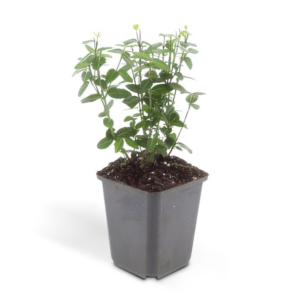 Bodendecker - Kriechspindel - Euonymus fortunei radicans - 9cm Topf - Set mit 20 Pflanzen