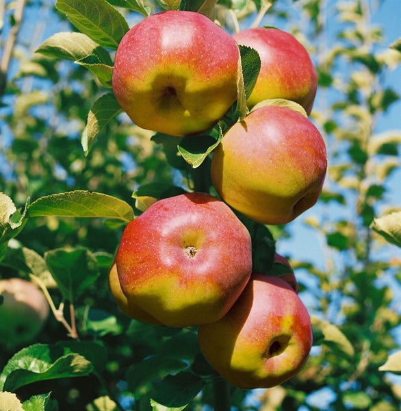 Malus 'Ontario', Apfelbaum, 150–200 cm, robust und ertragreich