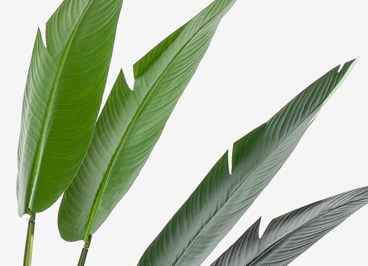 Künstlicher Blütenzweig mit weißen Blüten und grünen Knospen für Dekorationen, artplants de Logo.