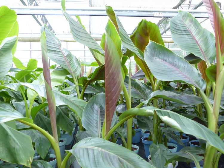 Bananenstaude Banane Musa Sikkimensis Red Tiger Banane 110 - 130 cm  winterhart Staude