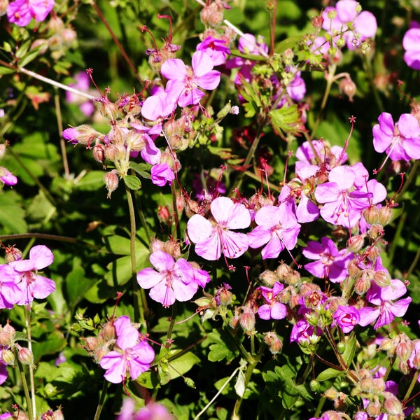 Bloomique - 3er Set - Geranium Cantabrigiense Cambridge - Storchschnabel - Lila Blüten - Winterhart - Höhe 10-20cm - Topf 9x9cm