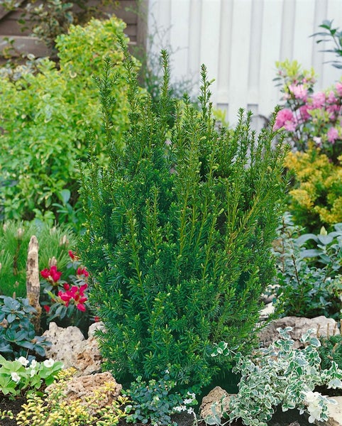Im Bild ist eine Eibe in einem Garten zu sehen.