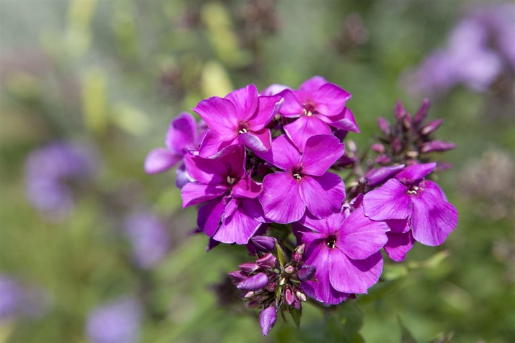 Phlox paniculata 'Starfire', Flammenblume, leuchtend rot, ca. 11x11 cm Topf