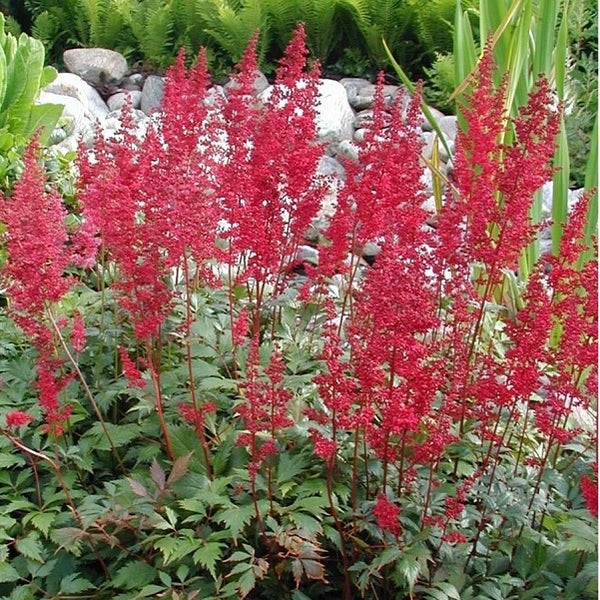 Astilbe im Gartenbeet