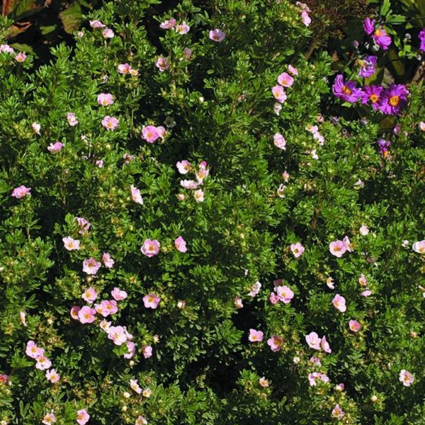 Blühender Strauch mit grünen Blättern und zarten Blüten