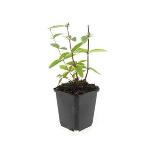 Bodendecker - Johanniskraut - Hypericum inodorum 'Annebel' - 9cm Topf - Set mit 6 Pflanzen