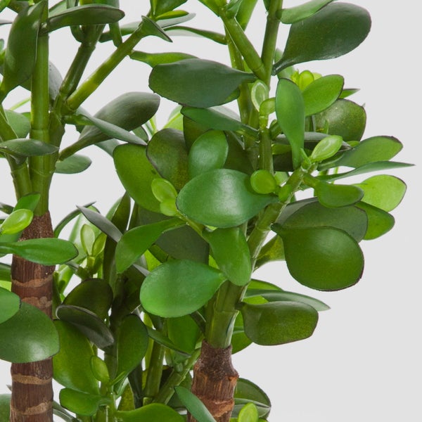 Nahaufnahme eines Geldbaums Crassula ovata mit dicken grünen Blättern und braunen, holzigen Stielen.