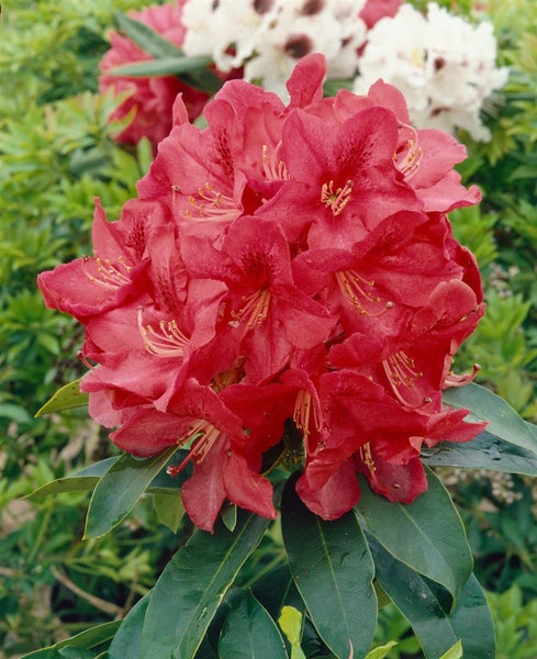 Rhododendron Hybr. 'Roter Korsar', rot, 40–50 cm