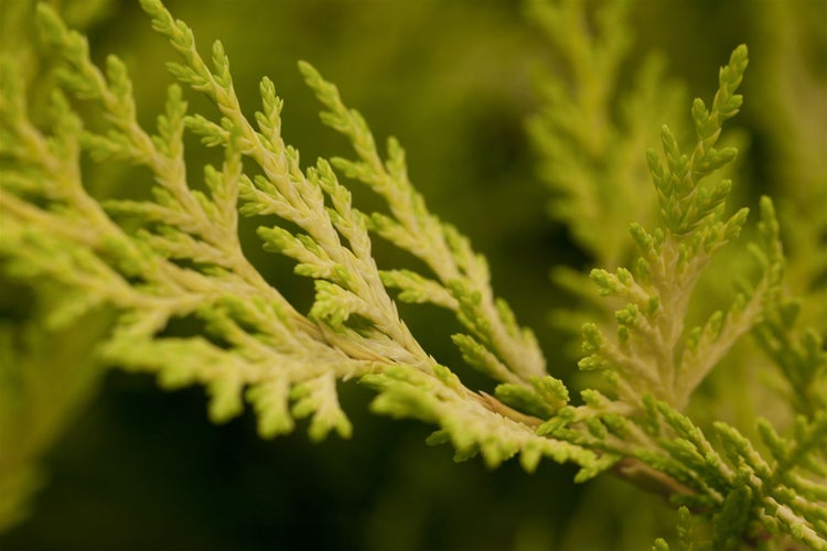 Cupressocyparis leylandii 'Gold Rider', gelbgrün, 40–60 cm