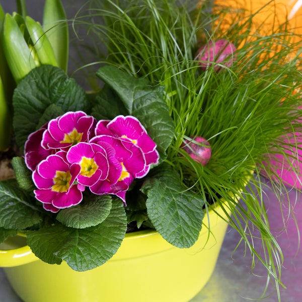 Dekorative Blumenschale mit Primeln, Ziergras und Ostereiern.