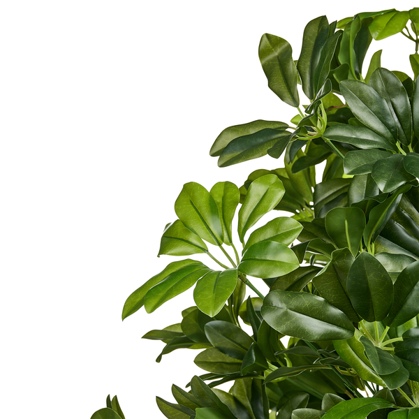 Nahaufnahme der grünen Blätter einer künstlichen Strahlenaralie (Schefflera).