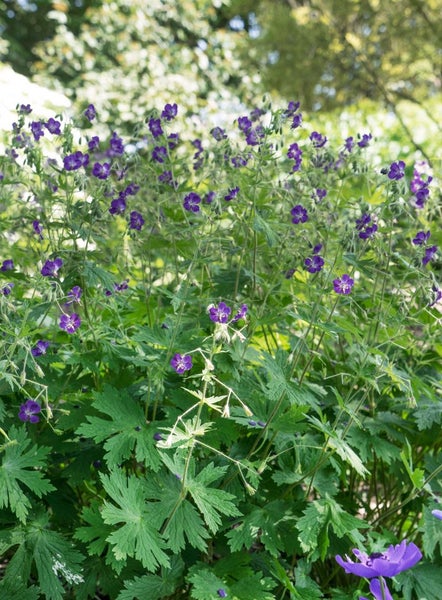 Geranium phaeum 'Lily Lovell', Storchschnabel, violett, ca. 9x9 cm Topf