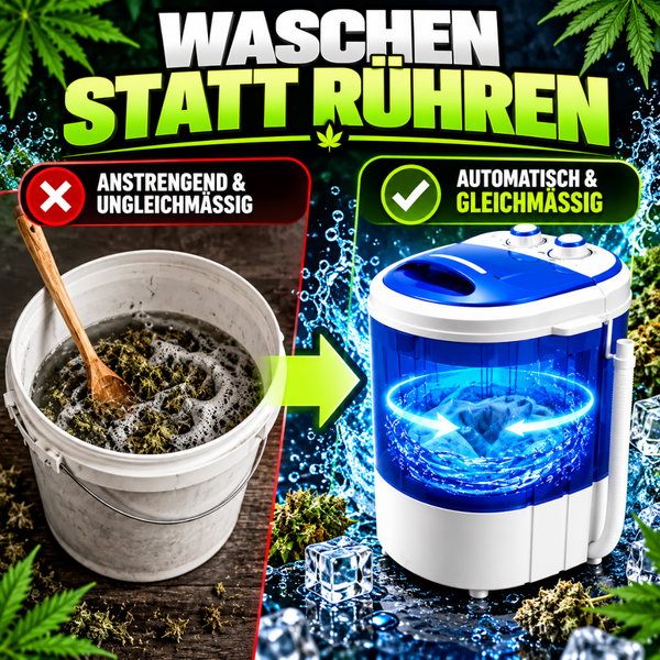 Vergleich zwischen manueller Reinigung in einem Eimer und der automatischen Reinigung mit einer Miniwaschmaschine für Pflanzenmaterial.