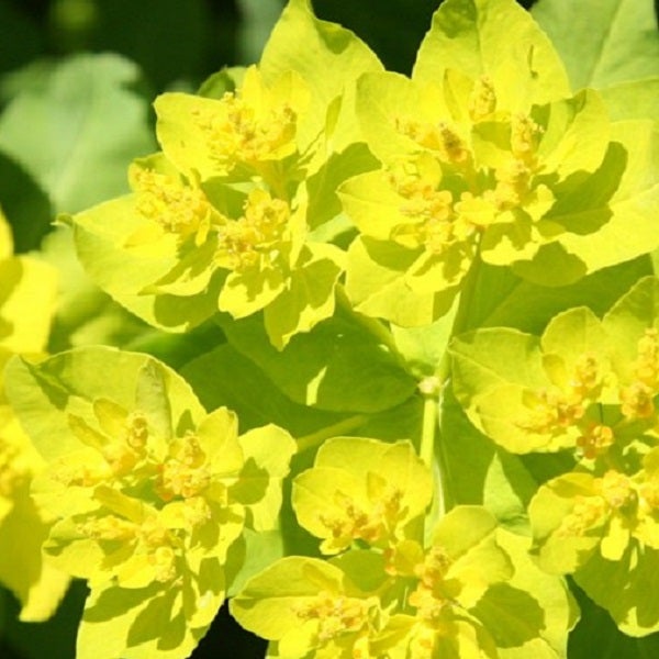 Nahaufnahme von Gartenwolfsmilch Blüten