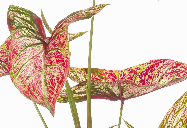 Zimmerpflanze Caladium mit großflächigen, herzförmigen Blättern und auffälliger Blattmusterung an grünen Stielen.