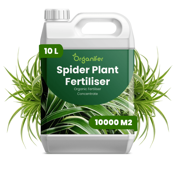 Organifer Dünger für Grünlilien, 10 Liter Bio-Konzentrat, ausreichend für 10000 Quadratmeter.