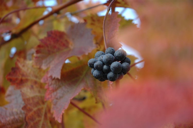 Eine Traube dunkler Beeren an einem Weinstock mit herbstlich gefärbten Blättern.