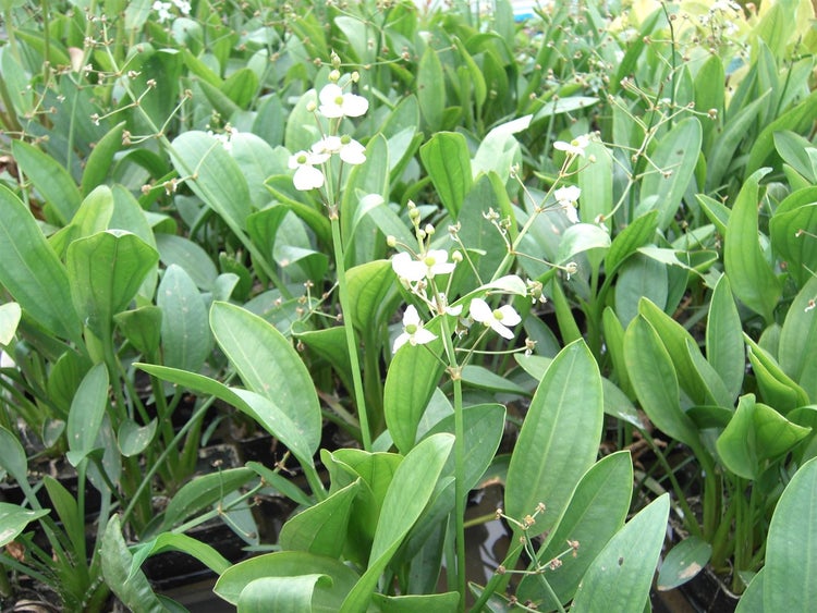 Sagittaria graminea, Pfeilkraut, ca. 9x9 cm Topf