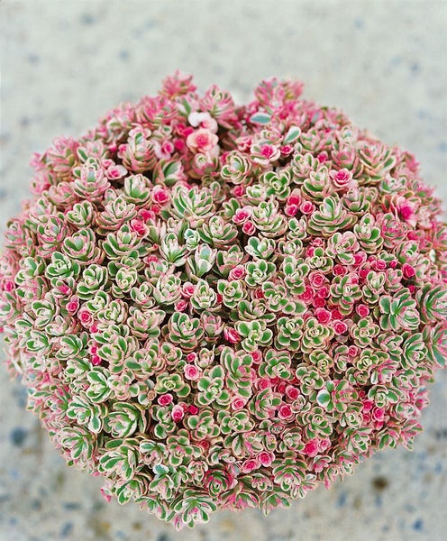 Sedum kamtschaticum, Fetthenne, gelb, ca. 9x9 cm Topf